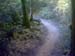 UCSC_epic_forest